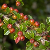 Wall Cotoneaster